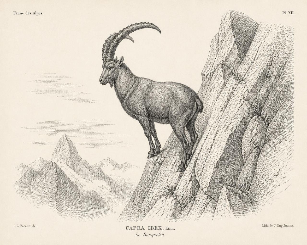 Antique engraving of an alpine ibex balanced on a vertical rock face