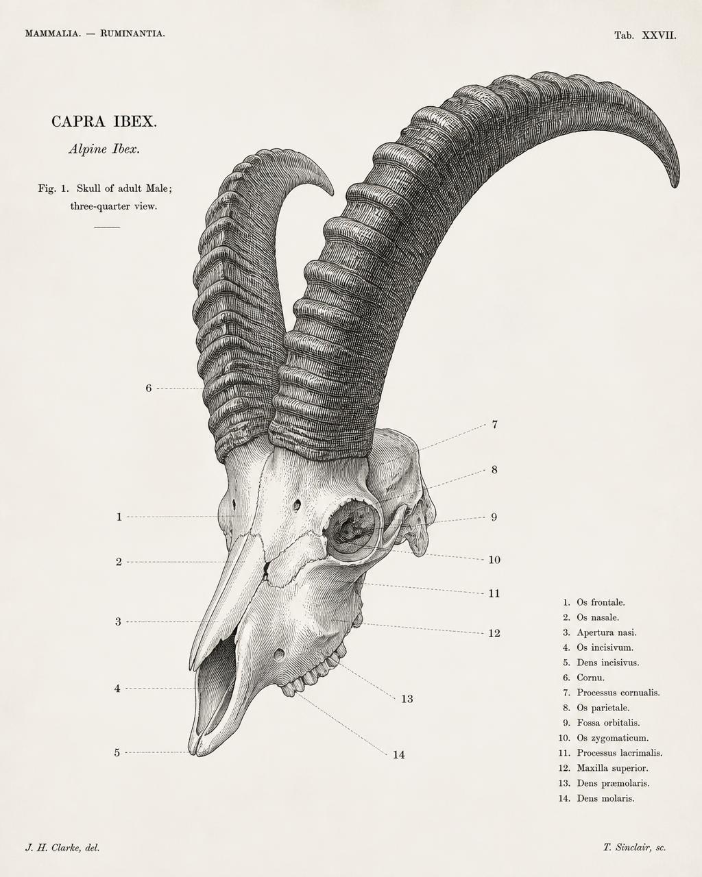 Ibex skull engraving
